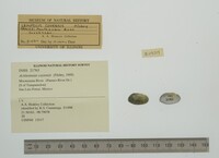 Actinonaias coyensis image