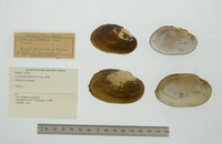 Media resource of Cyrtonaias umbrosa