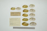 Nephronaias ravistella image