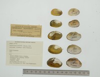 Nephronaias ravistella image