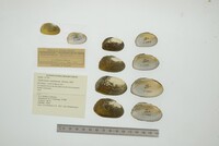 Nephronaias calamitarum image