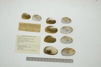Nephronaias calamitarum image