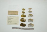 Nephronaias calamitarum image