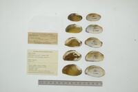 Nephronaias ravistella image