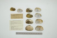 Media resource of Nephronaias yzabalensis