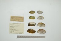 Nephronaias ravistella image