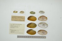 Nephronaias ravistella image