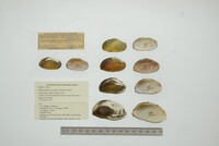 Nephronaias ravistella image