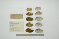 Nephronaias ravistella image