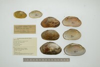 Disconaias fimbriata image