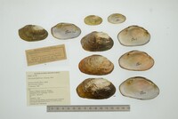 Disconaias fimbriata image
