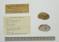 Actinonaias coyensis image