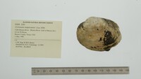 Cyrtonaias tampicoensis image