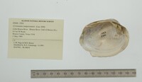Cyrtonaias tampicoensis image