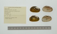 Nephronaias dysonii image