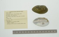 Anodontites trigona image