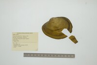 Tamsiella amazonica image