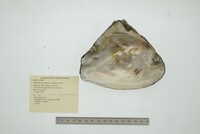 Triplodon corrugatus image