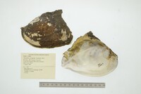 Triplodon corrugatus image