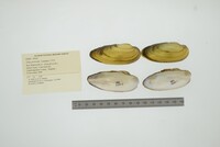 Unio pictorum image