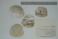 Dromus dromas image