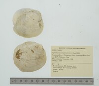Epioblasma cincinnatiensis image