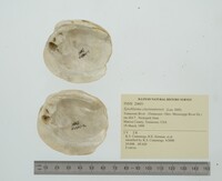 Epioblasma cincinnatiensis image