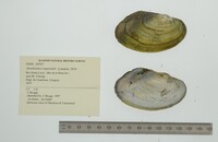 Anodontites trapesialis image