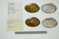 Anodontites patagonica image