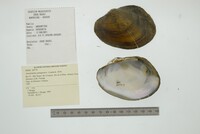 Anodontites patagonica image
