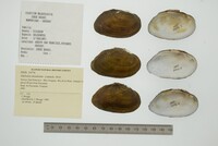 Media resource of Diplodon delodontus
