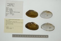 Diplodon delodontus image