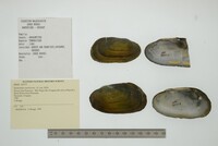 Anodontites tenebricosa image