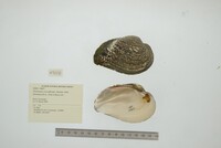 Media resource of Psoronaias crocodilorum