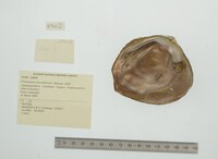 Psoronaias crocodilorum image
