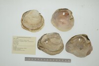 Psoronaias crocodilorum image