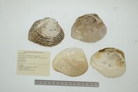 Psoronaias crocodilorum image