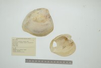 Psoronaias crocodilorum image