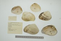 Psoronaias crocodilorum image