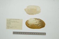 Cyrtonaias explicata image