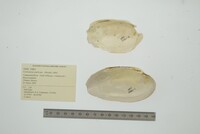 Cyrtonaias explicata image