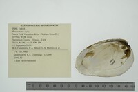 Pleurobema clava image