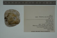 Epioblasma flexuosa image