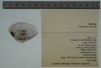 Epioblasma triquetra image