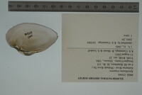Epioblasma triquetra image