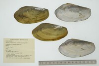 Media resource of Mutela wistarmorrisi