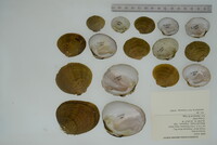Dromus dromas image