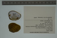 Fusconaia cor image