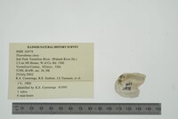 Pleurobema clava image