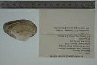 Epioblasma triquetra image